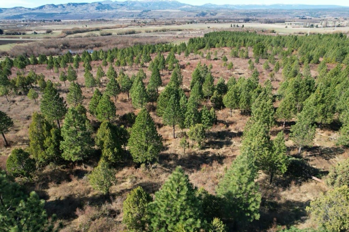 Terreno en venta 1 hectarea Trevelin